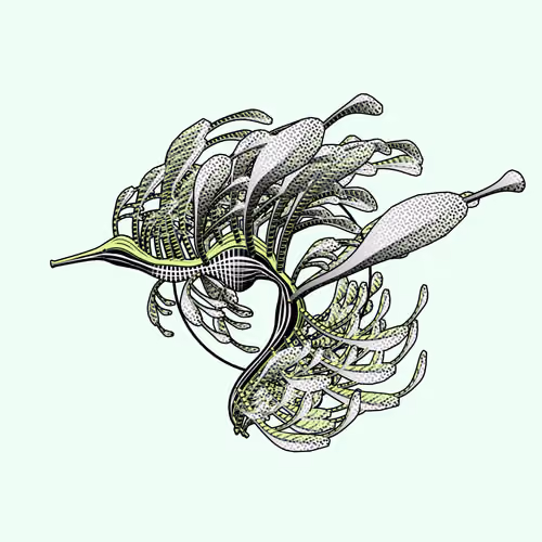 Seadragons #620