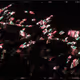 232000185