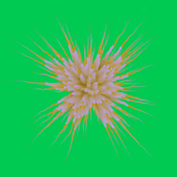 Star Flower #42