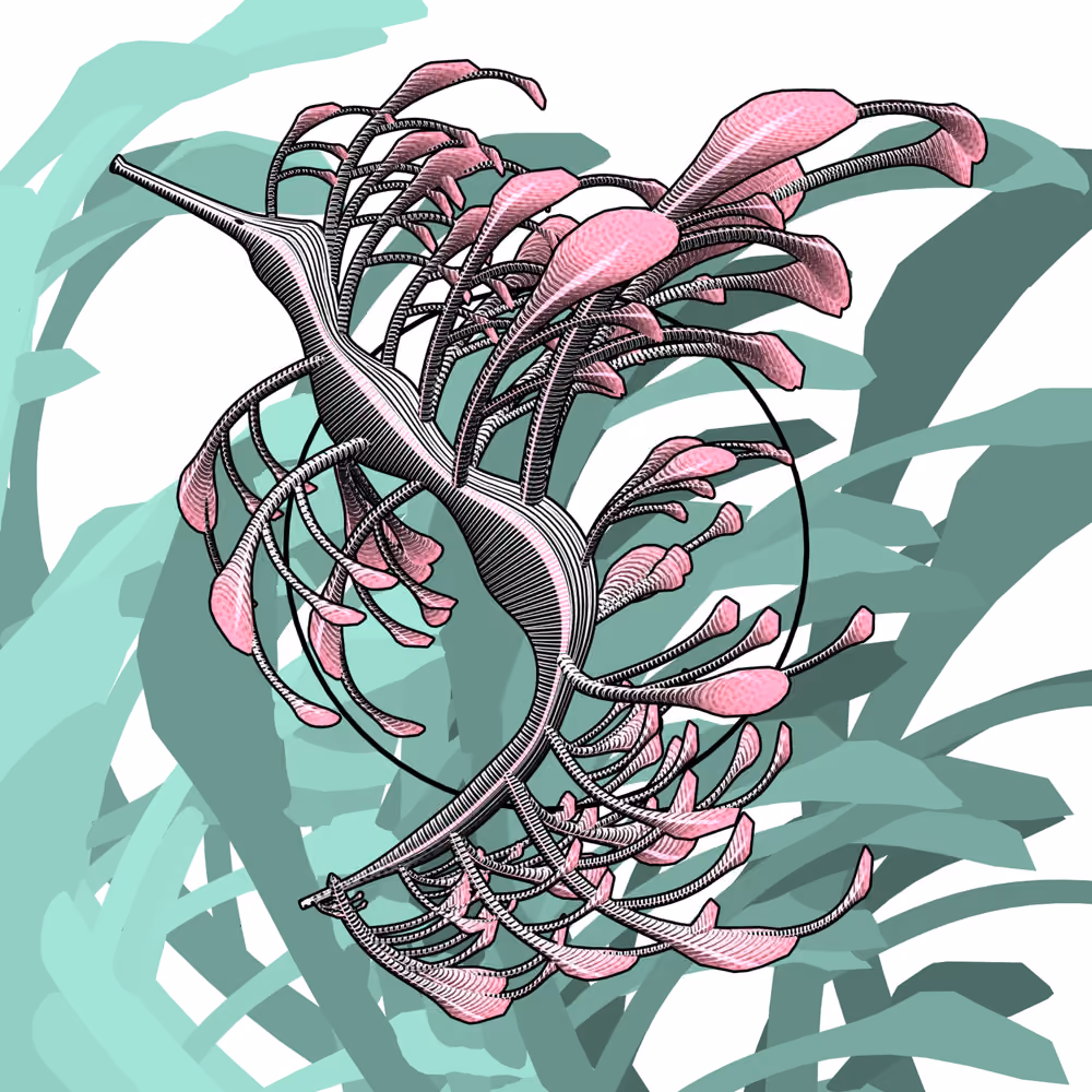 Seadragons #952