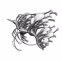 Seadragons #852