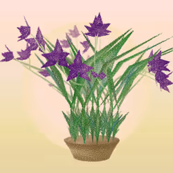 Cattleya #185