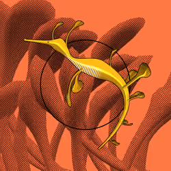 Seadragons #647