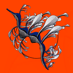 Seadragons #408