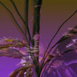 Item #279000033 Media