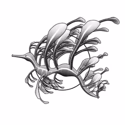 Seadragons #343