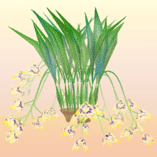 Cattleya #45