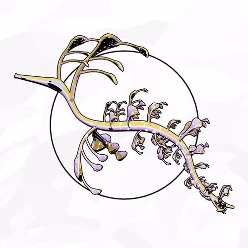 Seadragons #324