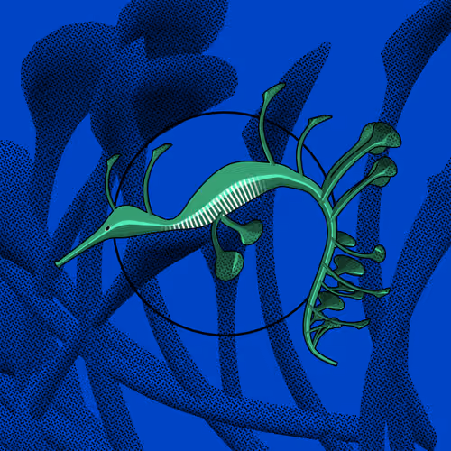 Seadragons #438