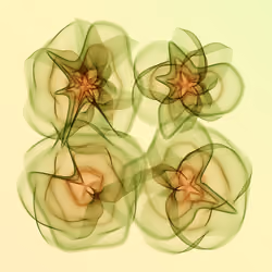 Flowers #2896