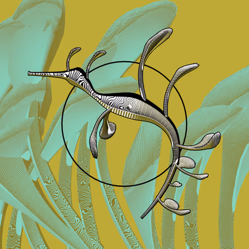 Seadragons #213