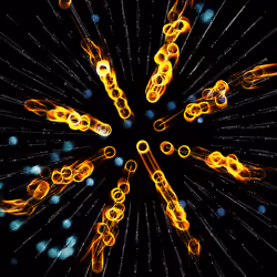 Cosmic Reef #252