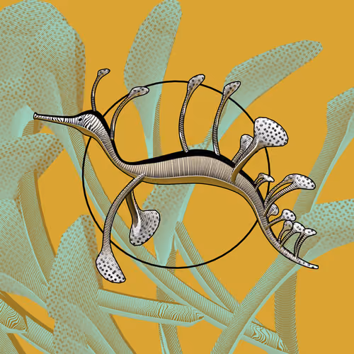 Seadragons #260