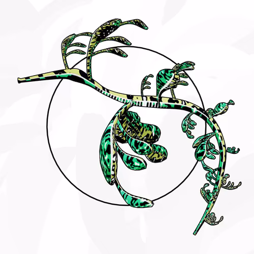 Seadragons #428