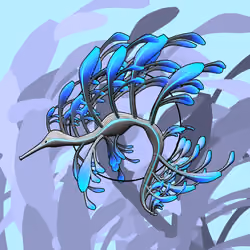 Seadragons #512