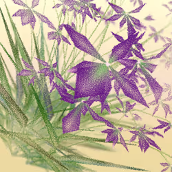 Cattleya #51