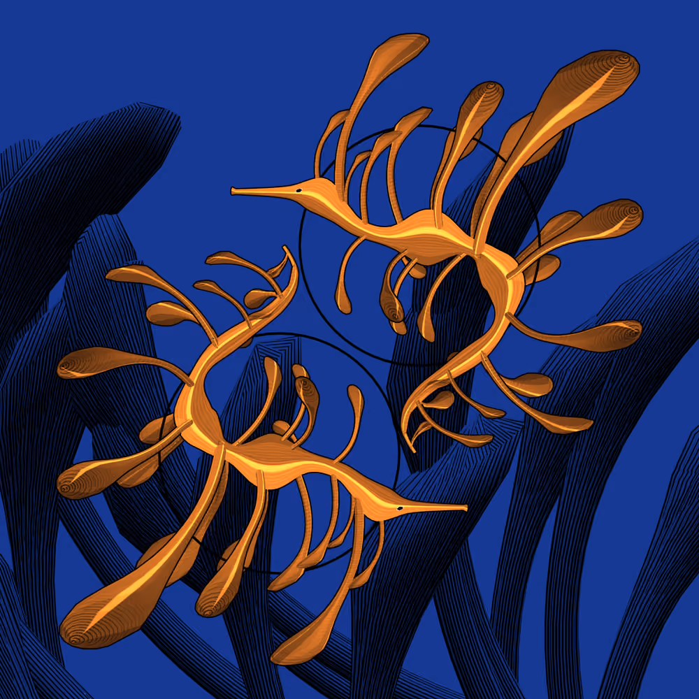 Seadragons #981