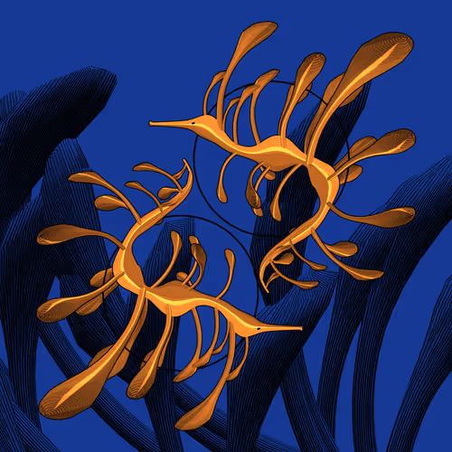 Seadragons #981