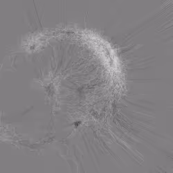 Phototaxis #64