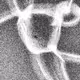 320000203