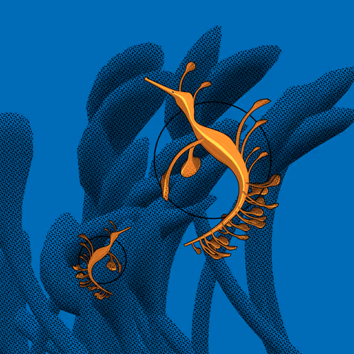 Seadragons #535