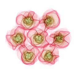 Flowers #208