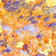 Fragments of an Infinite Field #916