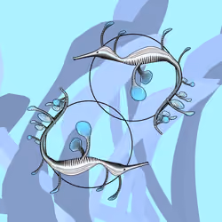Seadragons #609