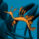 Seadragons #766