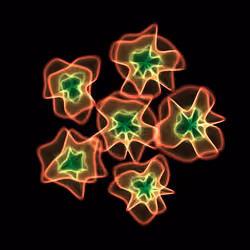 Flowers #3239