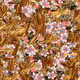 Fragments of an Infinite Field #998