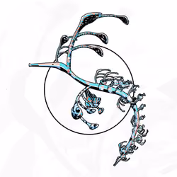 Seadragons #626
