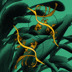 Seadragons #621