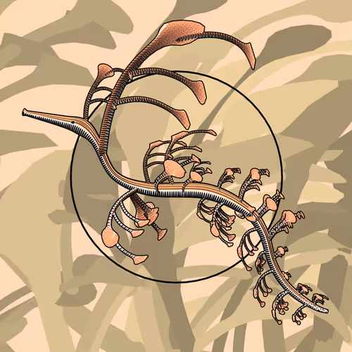 Seadragons #576
