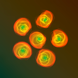 Flowers #683