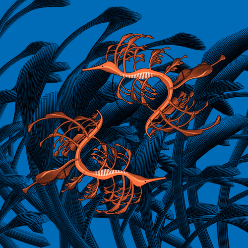 Seadragons By Marcin Ignac