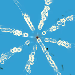 Cosmic Reef #427