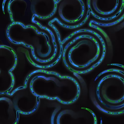 Item #269000017 Media