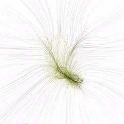 Phototaxis #518