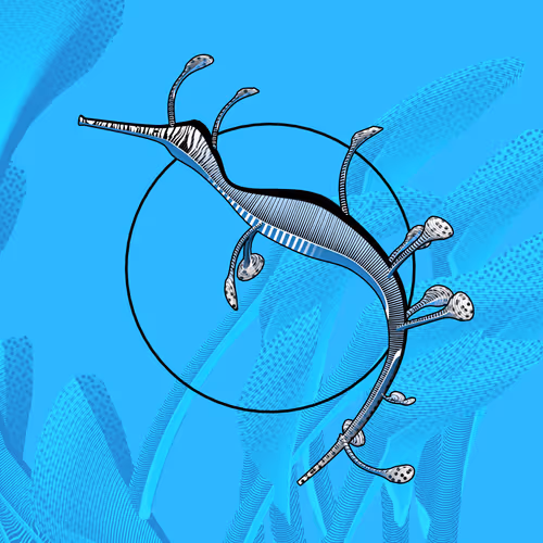 Seadragons By Marcin Ignac
