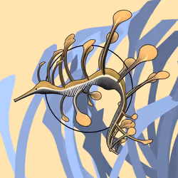 Seadragons #277