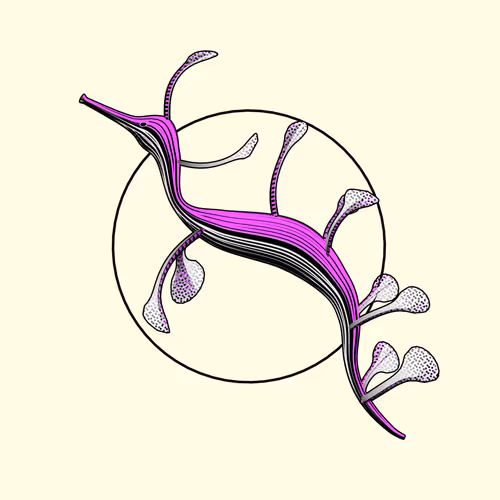 Seadragons #997