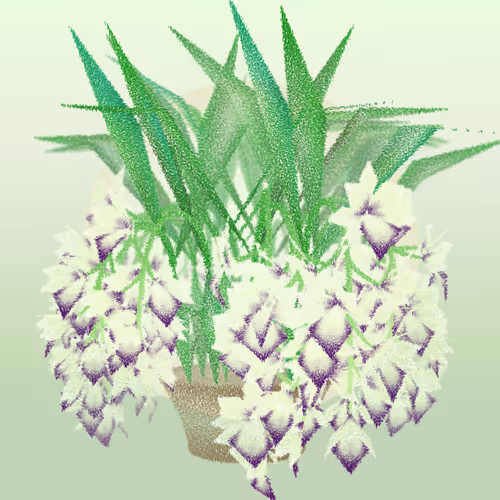 Cattleya By Ben Snell