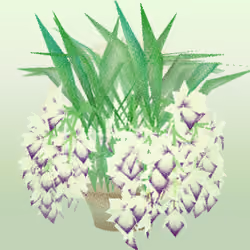 Cattleya #196