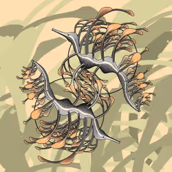 Seadragons #696