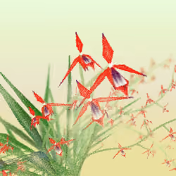 Cattleya #7