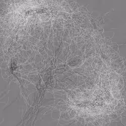 Phototaxis #423