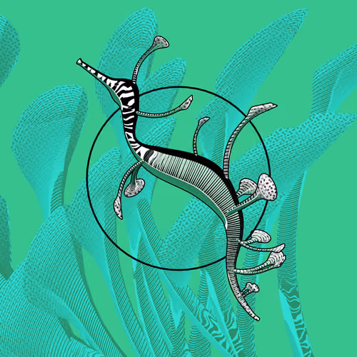 Seadragons #961