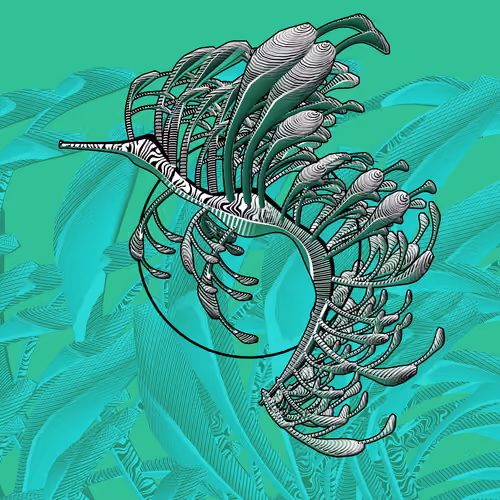 Seadragons #616