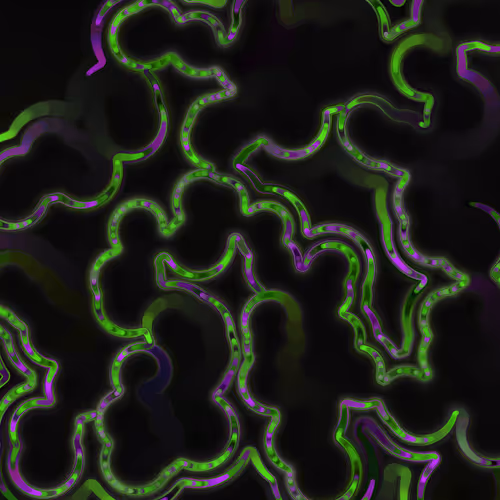 Item #269000016 Media